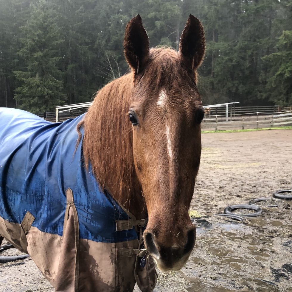 Rain Rain Go Away | Save a Forgotten Equine (SAFE)