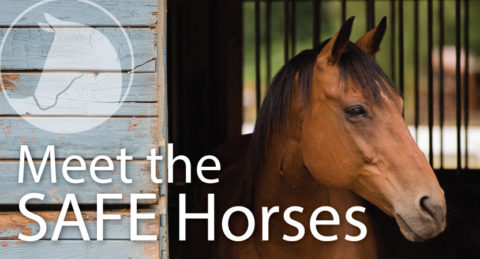 Save A Forgotten Equine (SAFE) | Rescuing, Rehabilitating, And ...