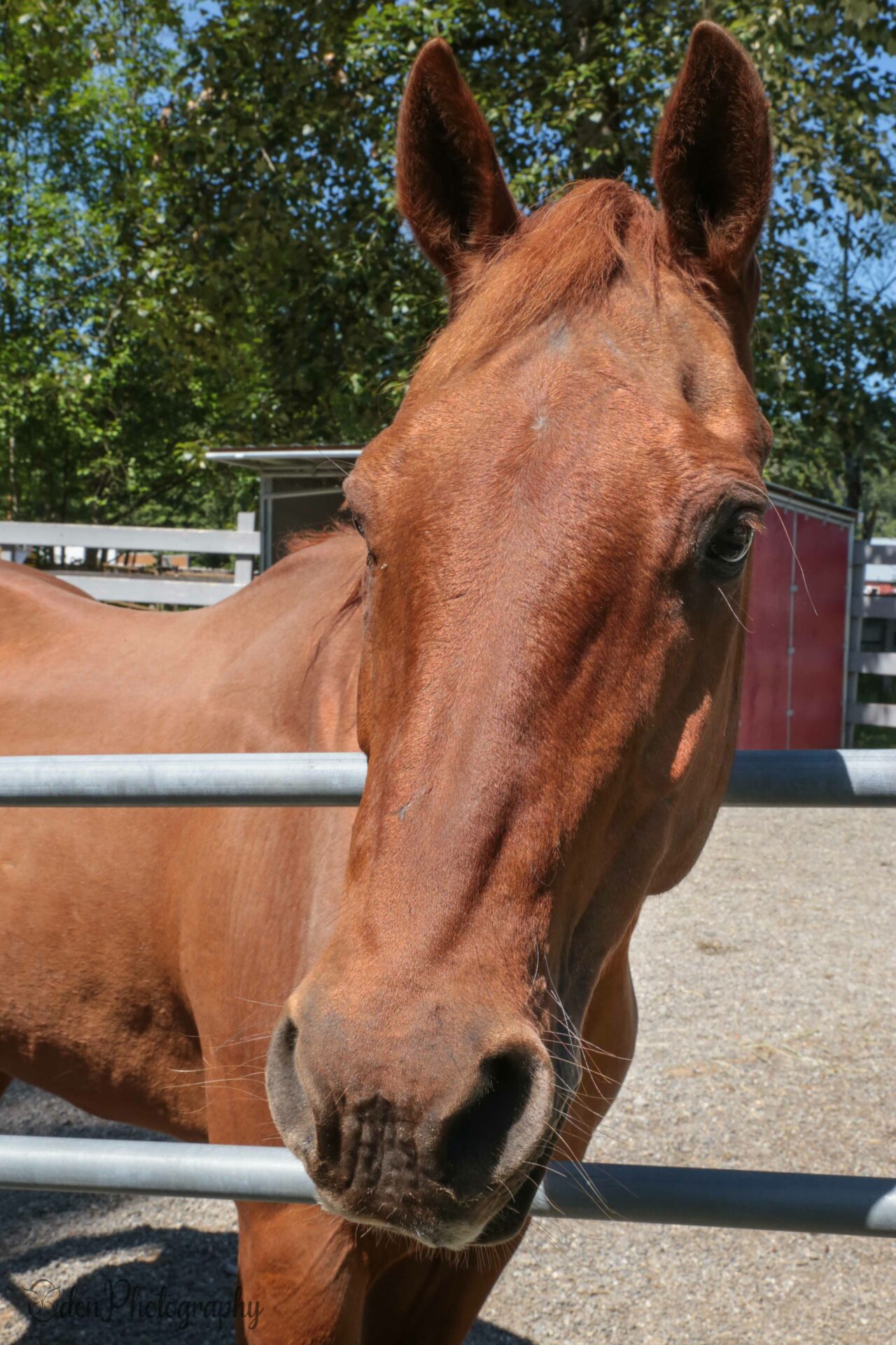 abby-save-a-forgotten-equine-safe