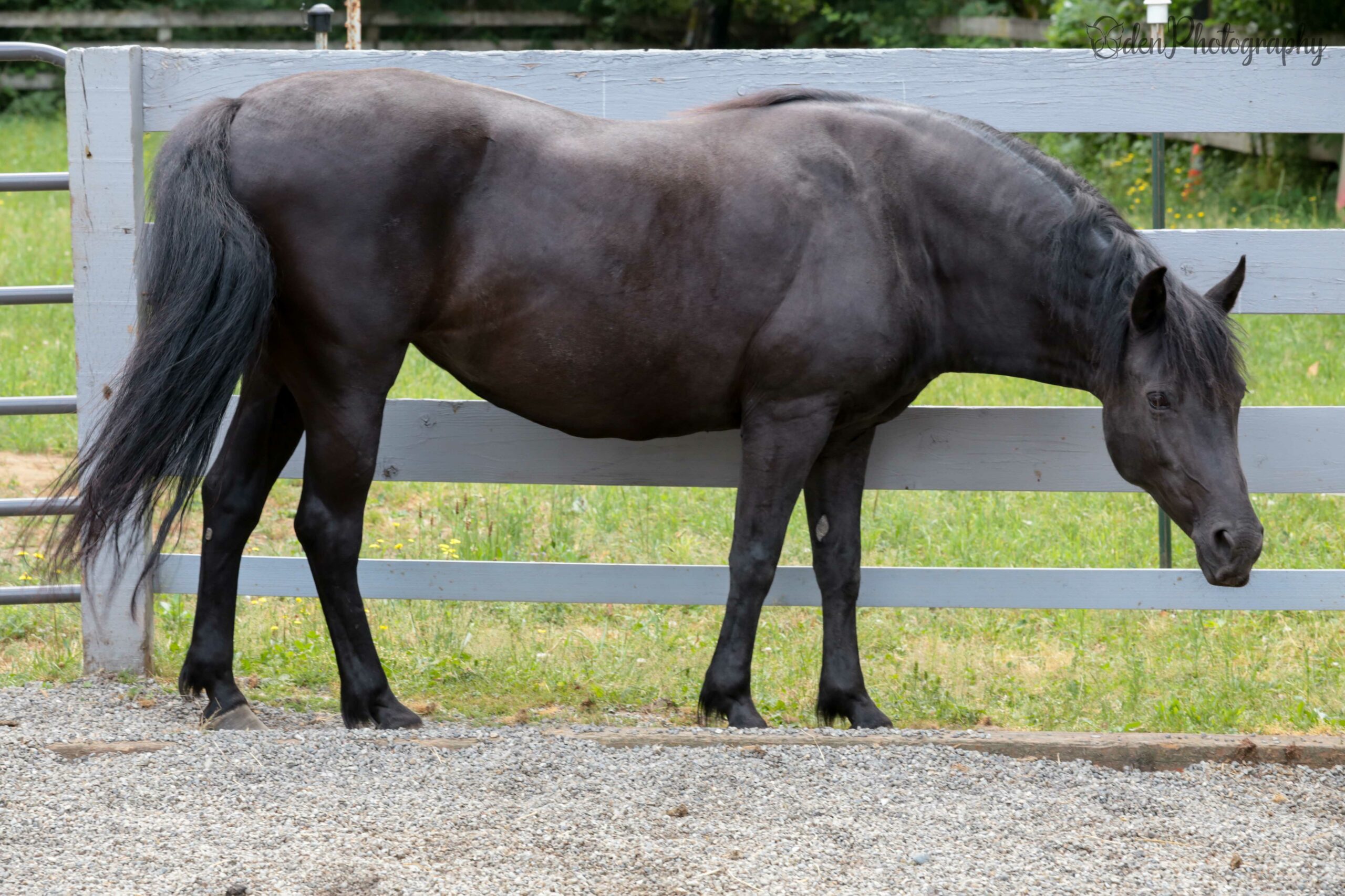 Echo Save A Forgotten Equine SAFE 