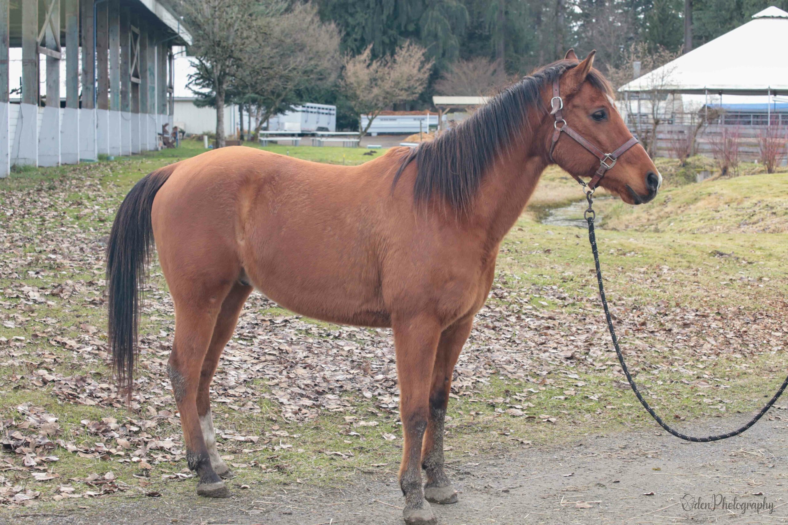 Henry | Save a Forgotten Equine (SAFE)