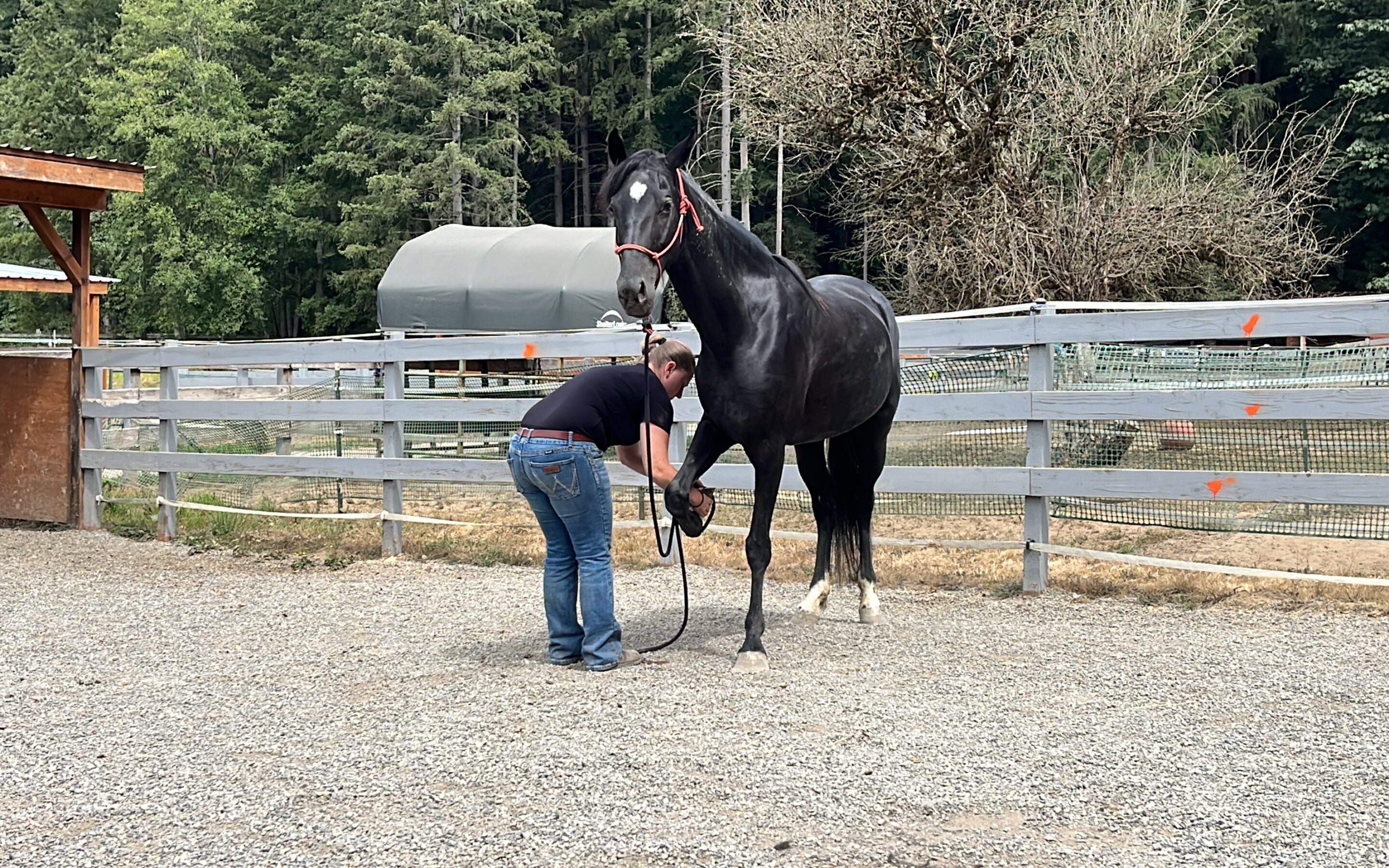 Mahina’s Hoof Progress