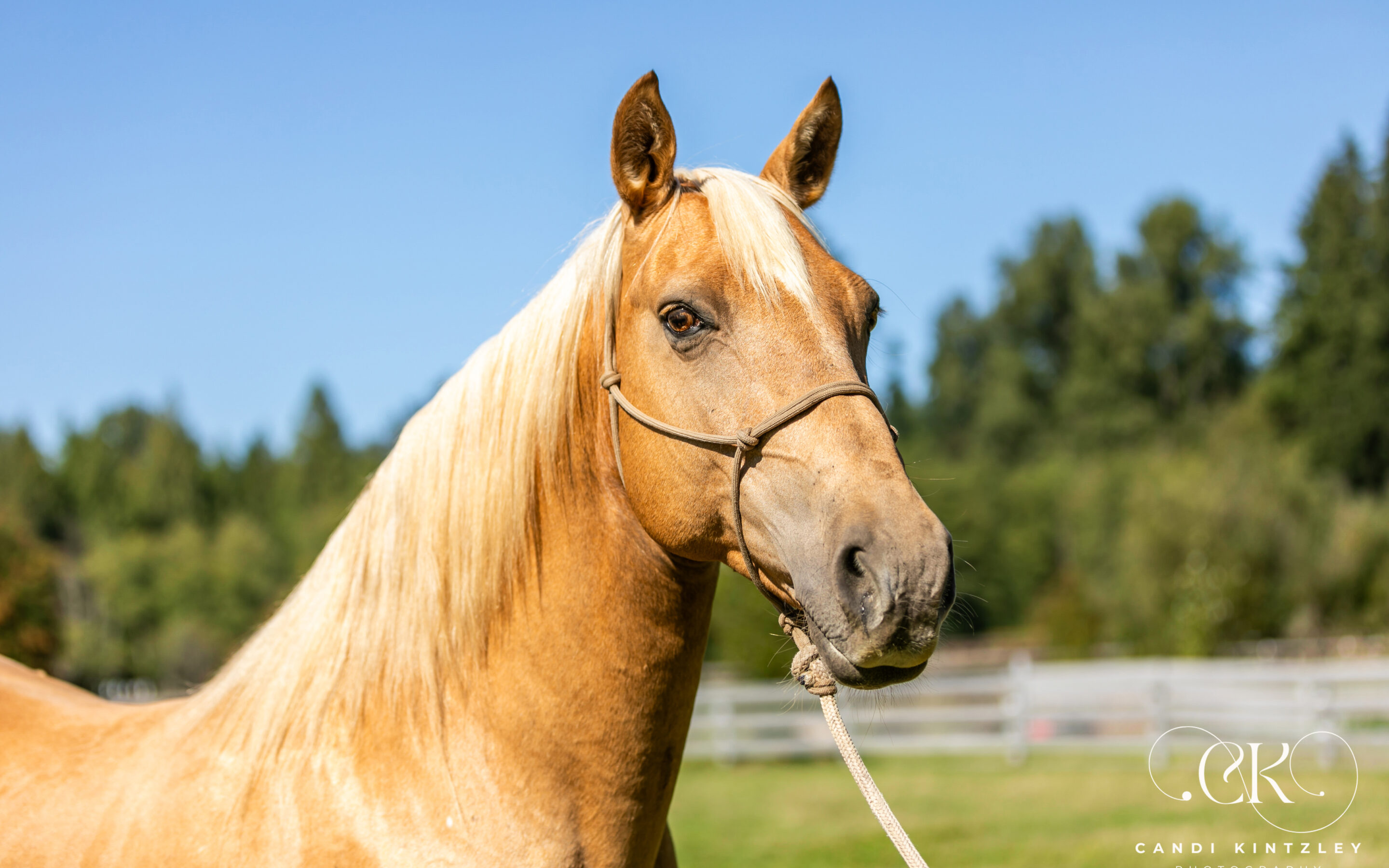 Barbie Dream Horse Save a Forgotten Equine SAFE