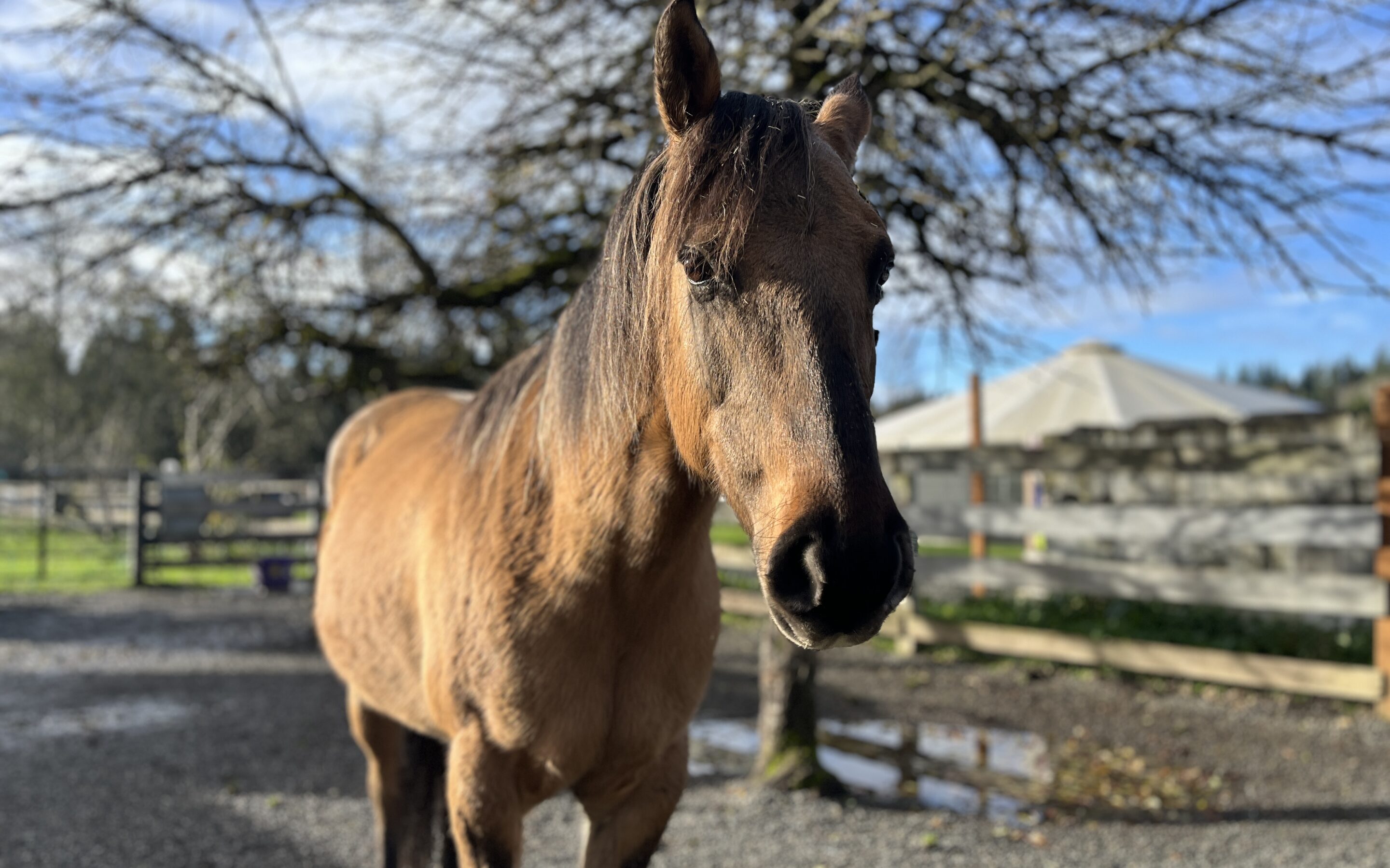 Meet Mabel: A Sweet Mare Starting Her Journey at SAFE