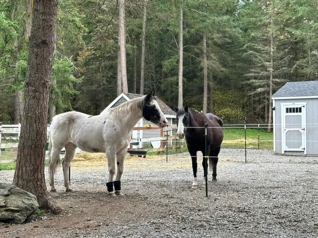 Domino and Oreo are Adopted!