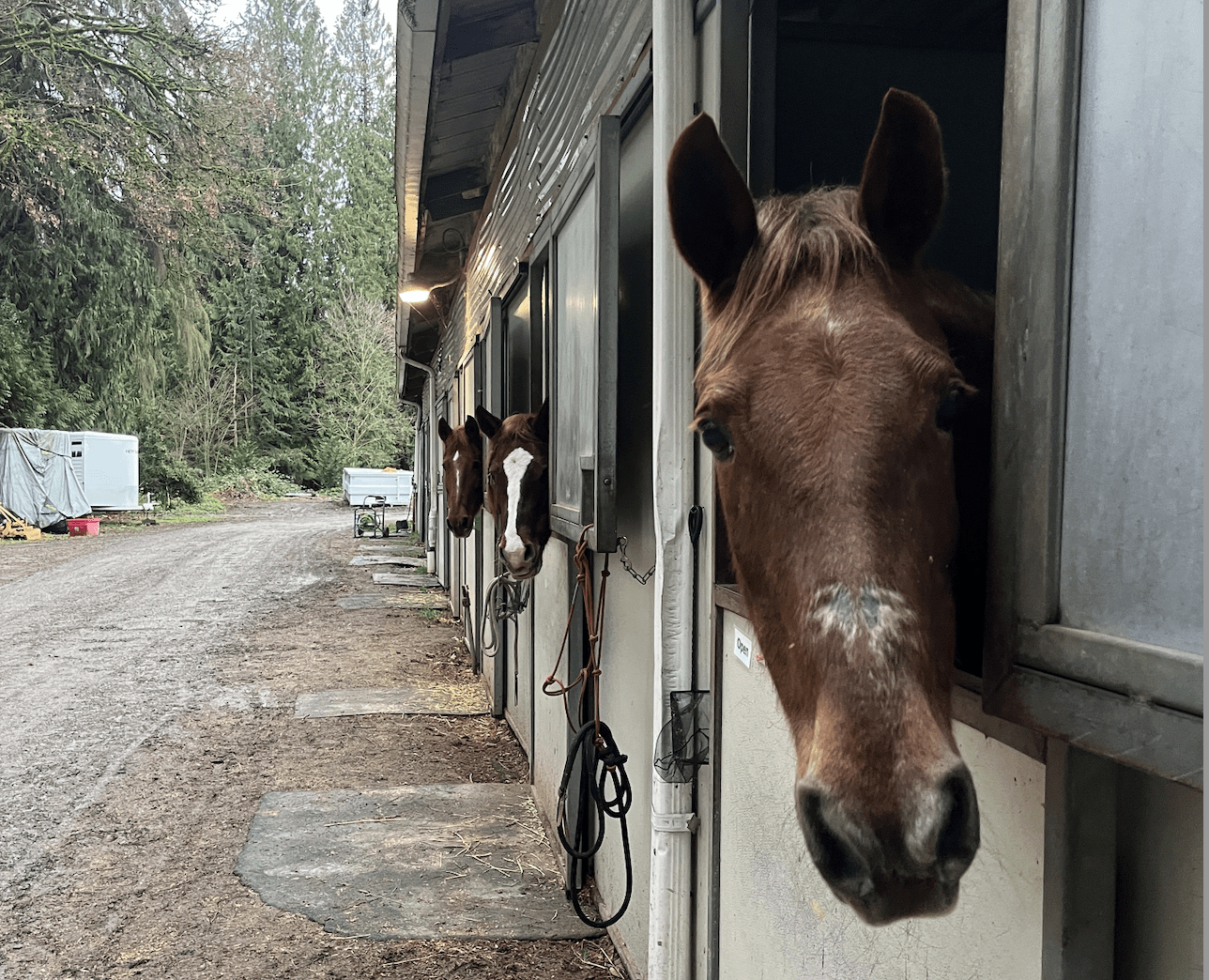 Zuri: Caring for Our Beloved Senior Mare