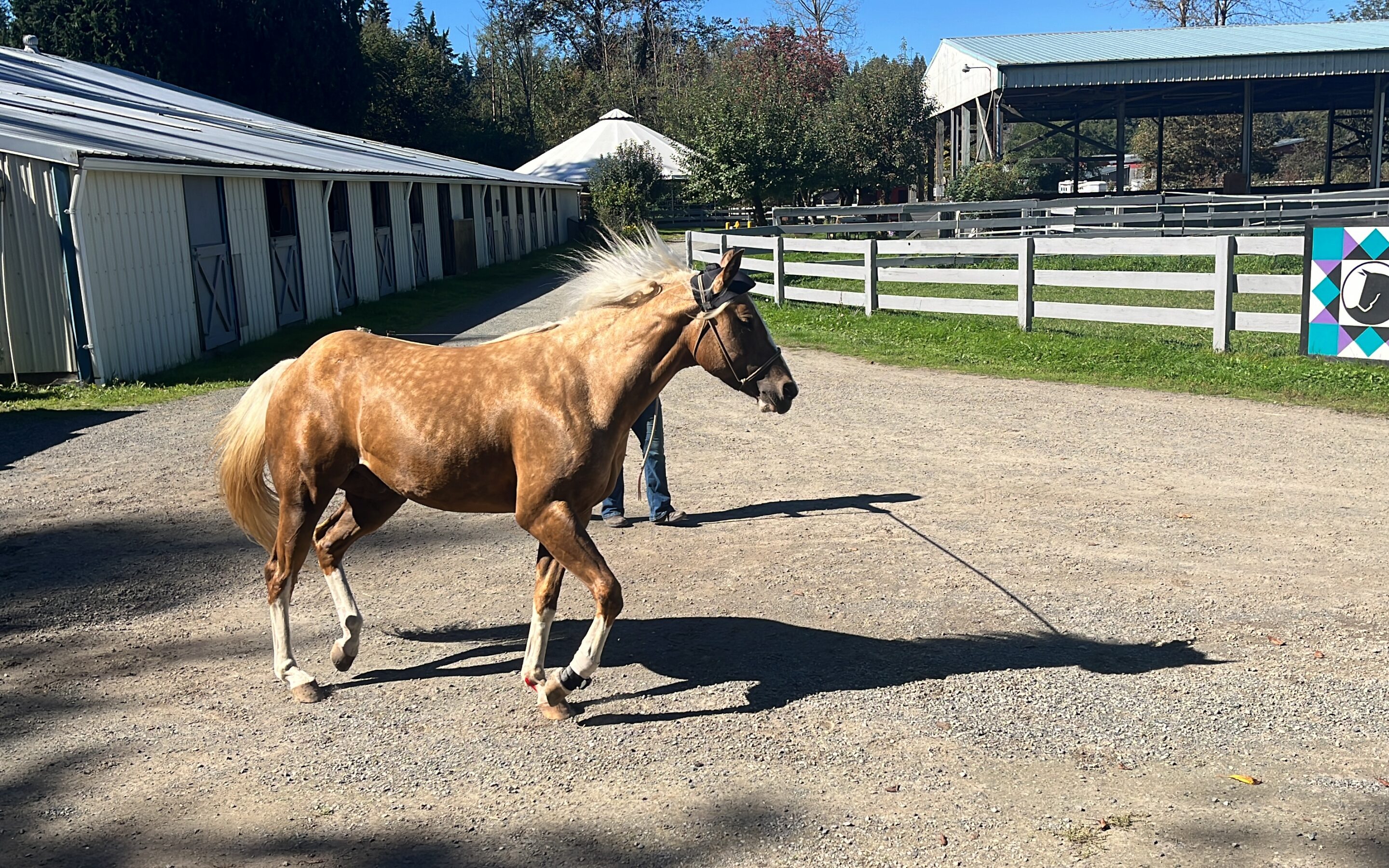 Theo’s Thorough Vetting: A Unique Opportunity for Adopters