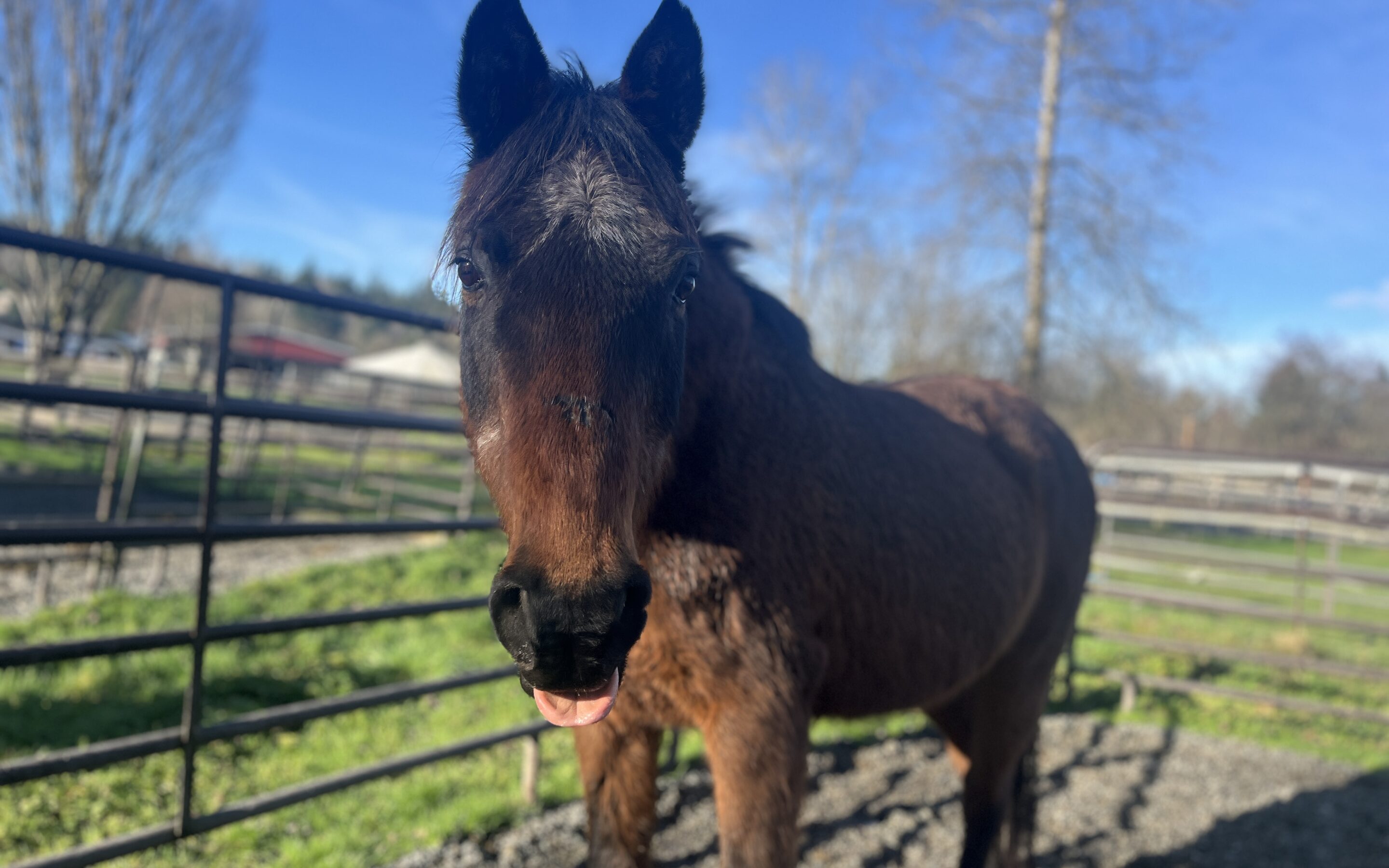 One Smart Mare: Bandit