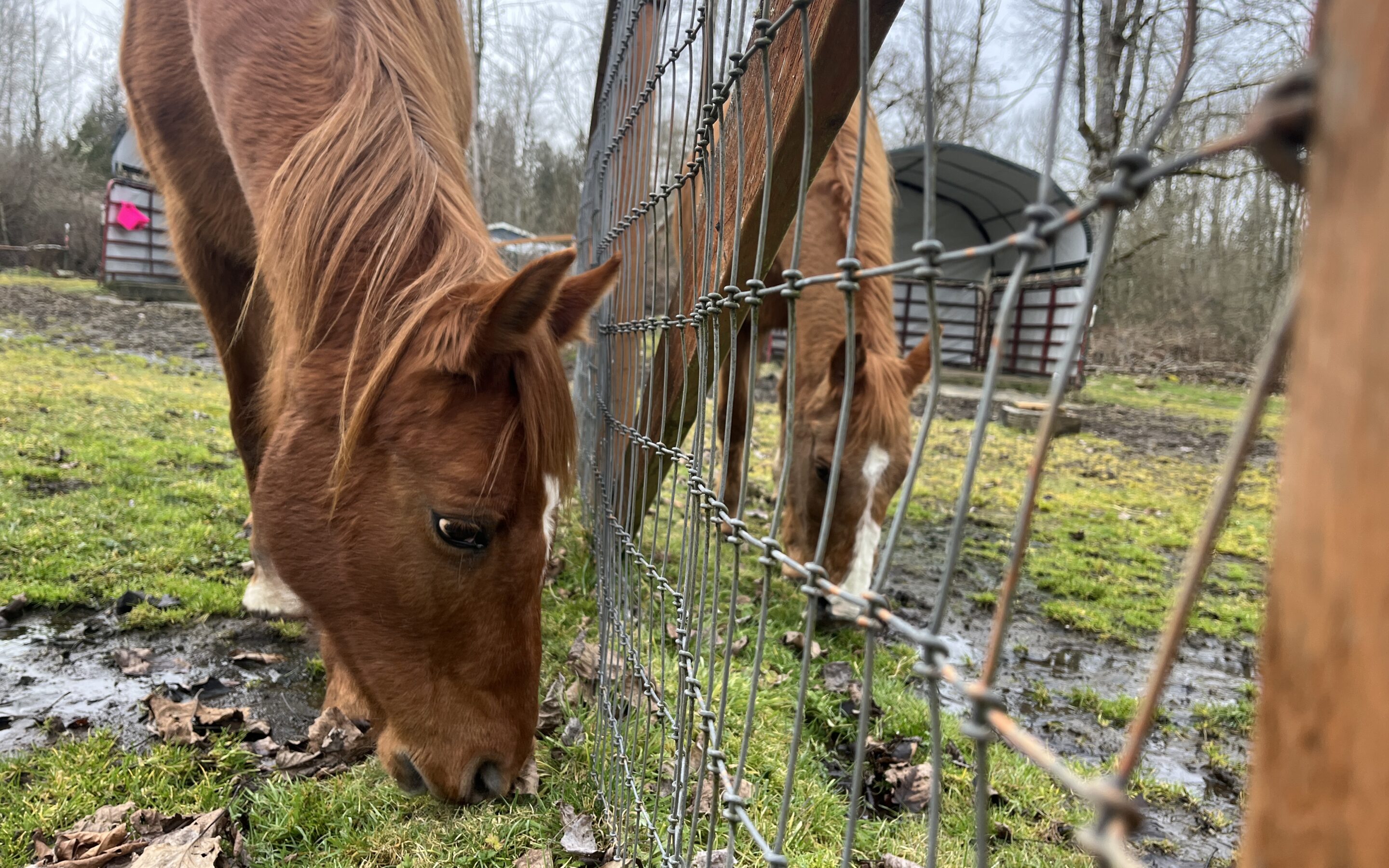 Clarissa and Tulip off to Foster