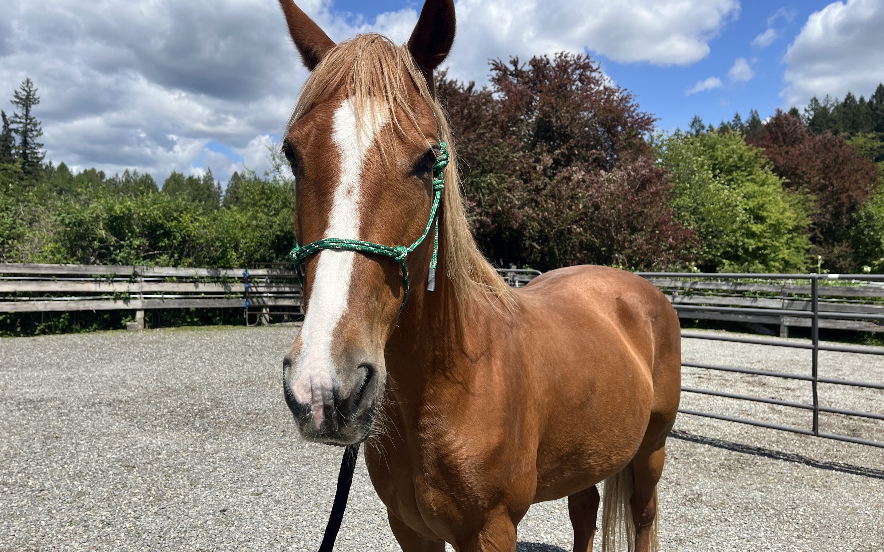 Adopting a Companion Horse from SAFE