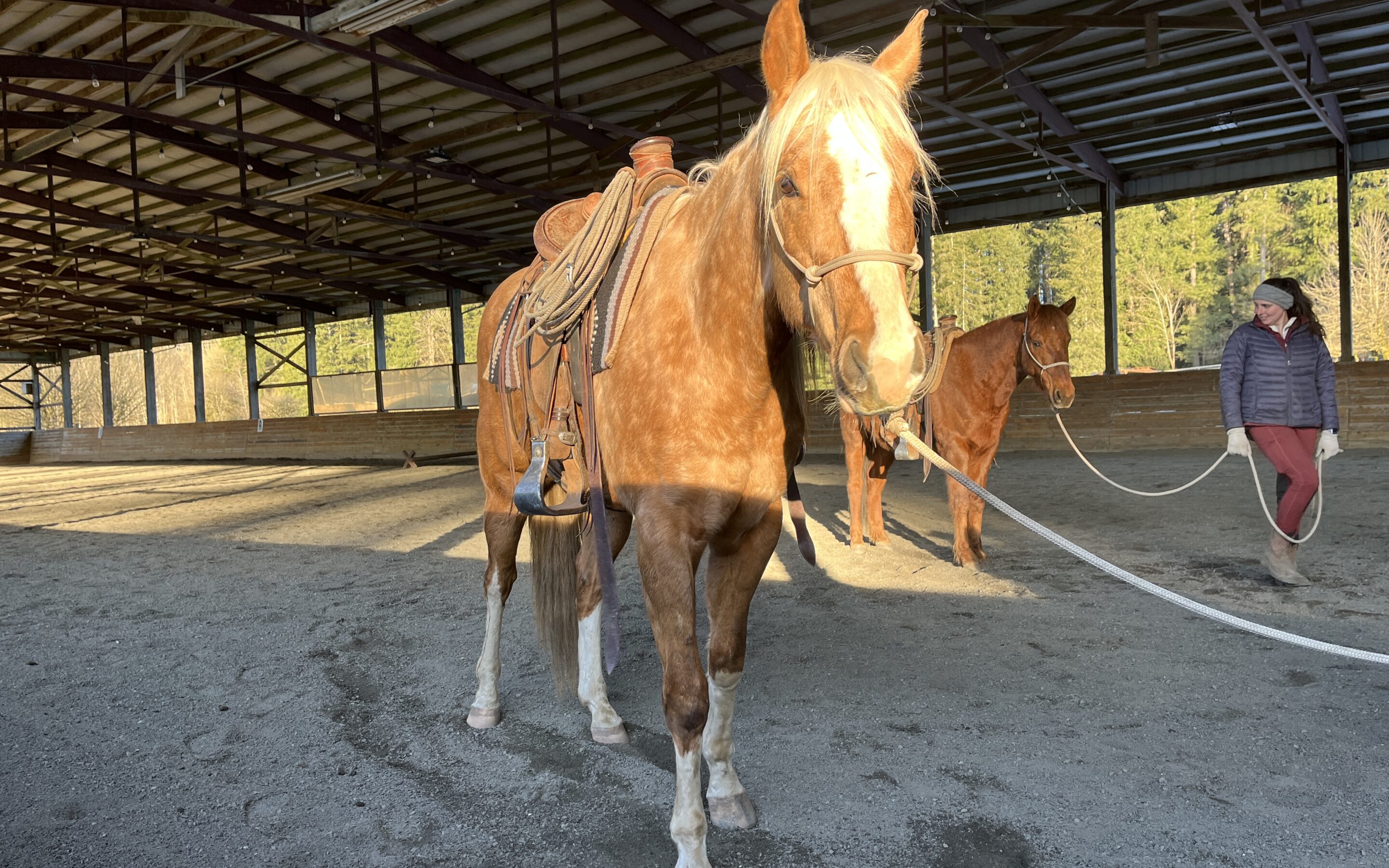 Theo: SAFE’s Volunteer Valentine Sweetheart