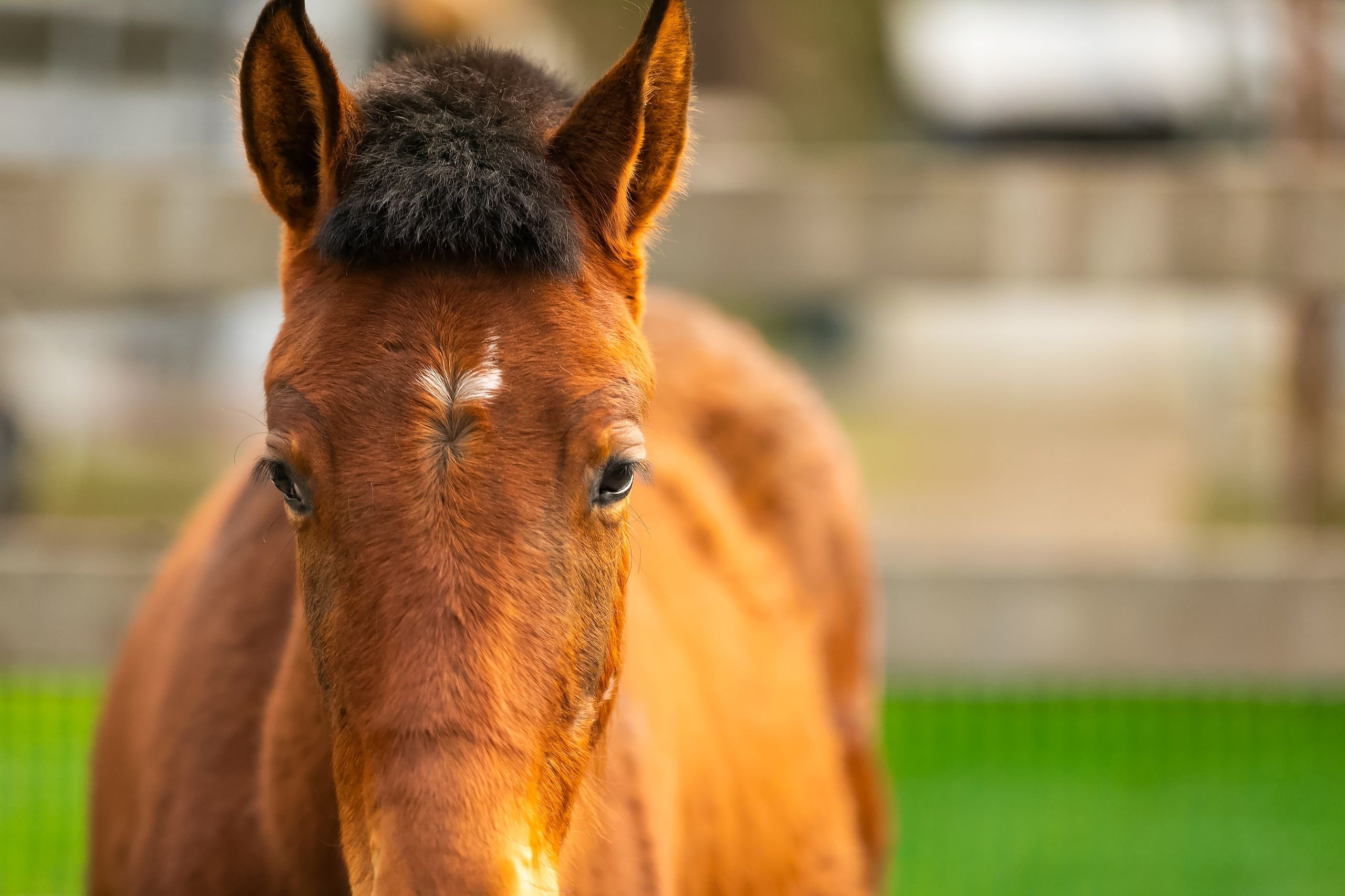 Introducing SAFE’s Valentine Herd